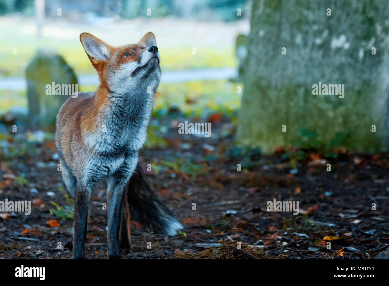 Urban European red fox, Vulpes vulpes crucigera, fotografato in Sutton, Greater London, Regno Unito Foto Stock