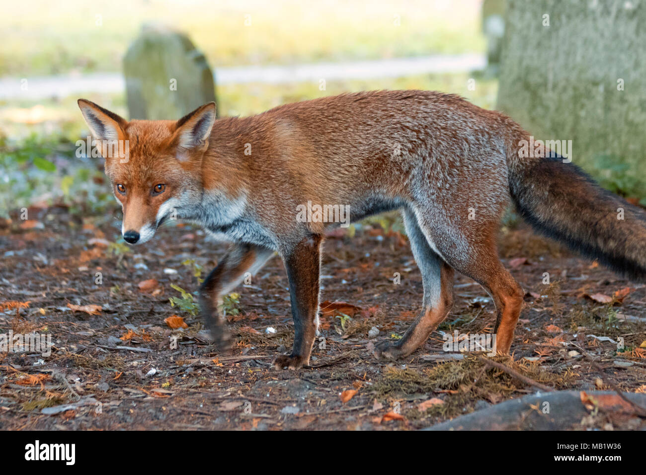 Urban European red fox, Vulpes vulpes crucigera, fotografato in Sutton, Greater London, Regno Unito Foto Stock