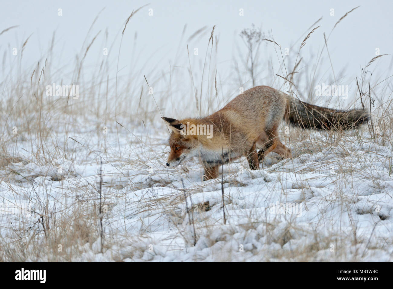Red Fox / Rotfuchs ( Vulpes vulpes ) caccia nella neve, tardiva insorgenza dell inverno dintorni naturali, fauna selvatica, l'Europa. Foto Stock