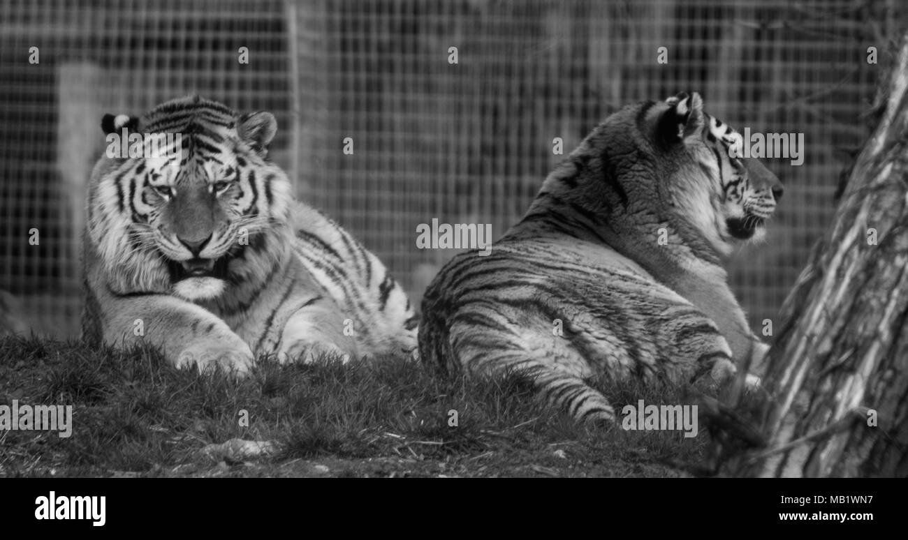 Le tigri di Amur in bianco e nero Foto Stock