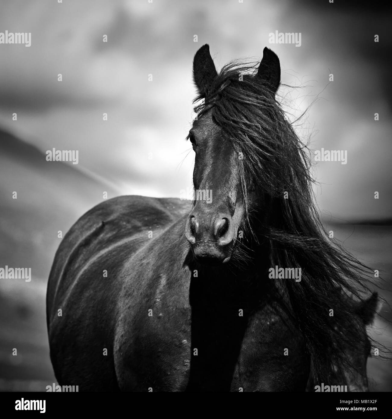 Ritratto di un caduto Pony mare Foto Stock