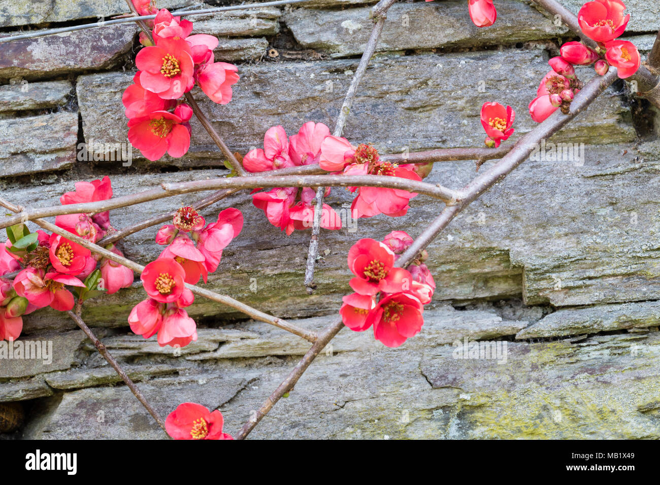 Parete arbusto addestrati con i primi fiori di primavera giapponese di mela cotogna, Chaenomeles speciosa 'Knap Hill Radiance' Foto Stock