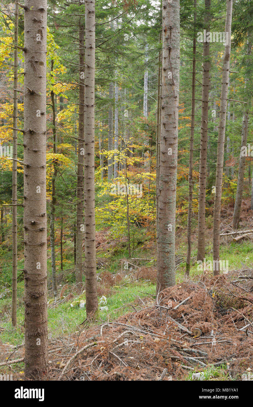 Tagliare pine (Pinus sp.) i rami e aghi, misti habitat della foresta, Tara National Park, Serbia, Ottobre Foto Stock