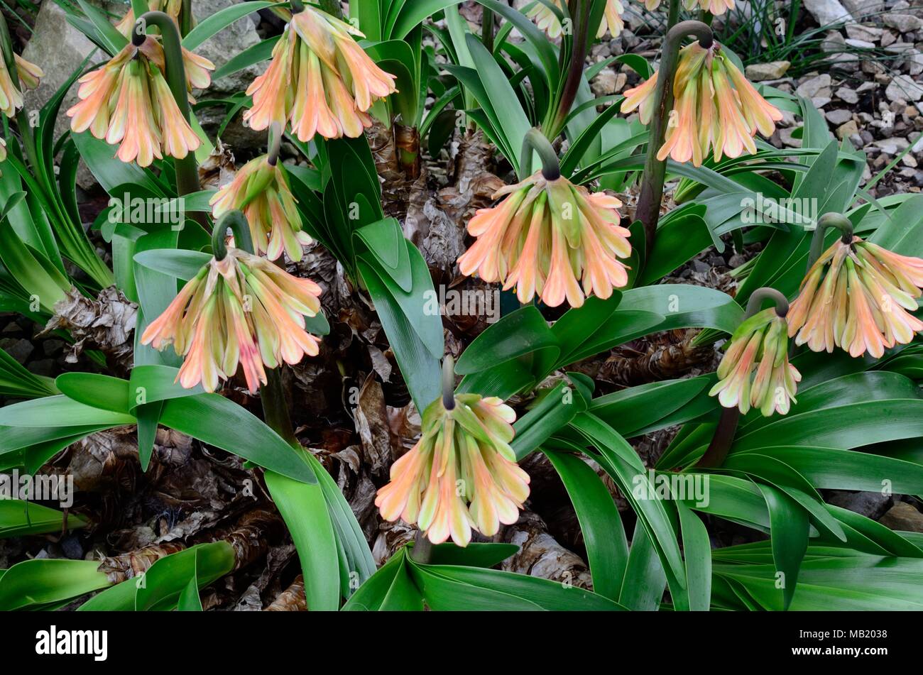 Cyrtanthus falactus o falactus fire lily fioritura delle piante della famiglia amaryllis Foto Stock