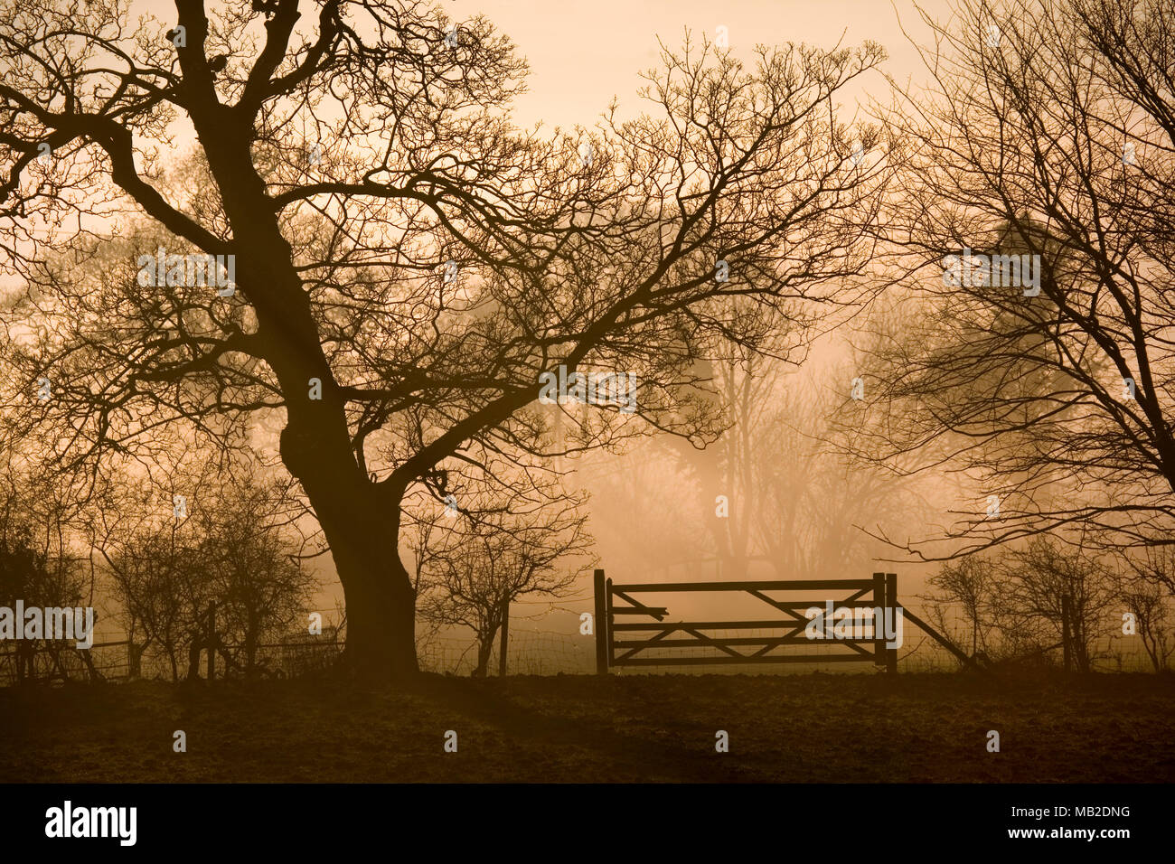 Alberi, recinzione e cancello avvolto nella nebbia a Rhuallt, il Galles del Nord Foto Stock