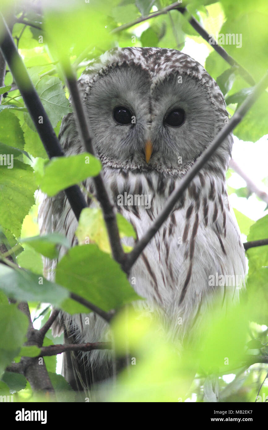 Carino il gufo in Hokkaido Foto Stock