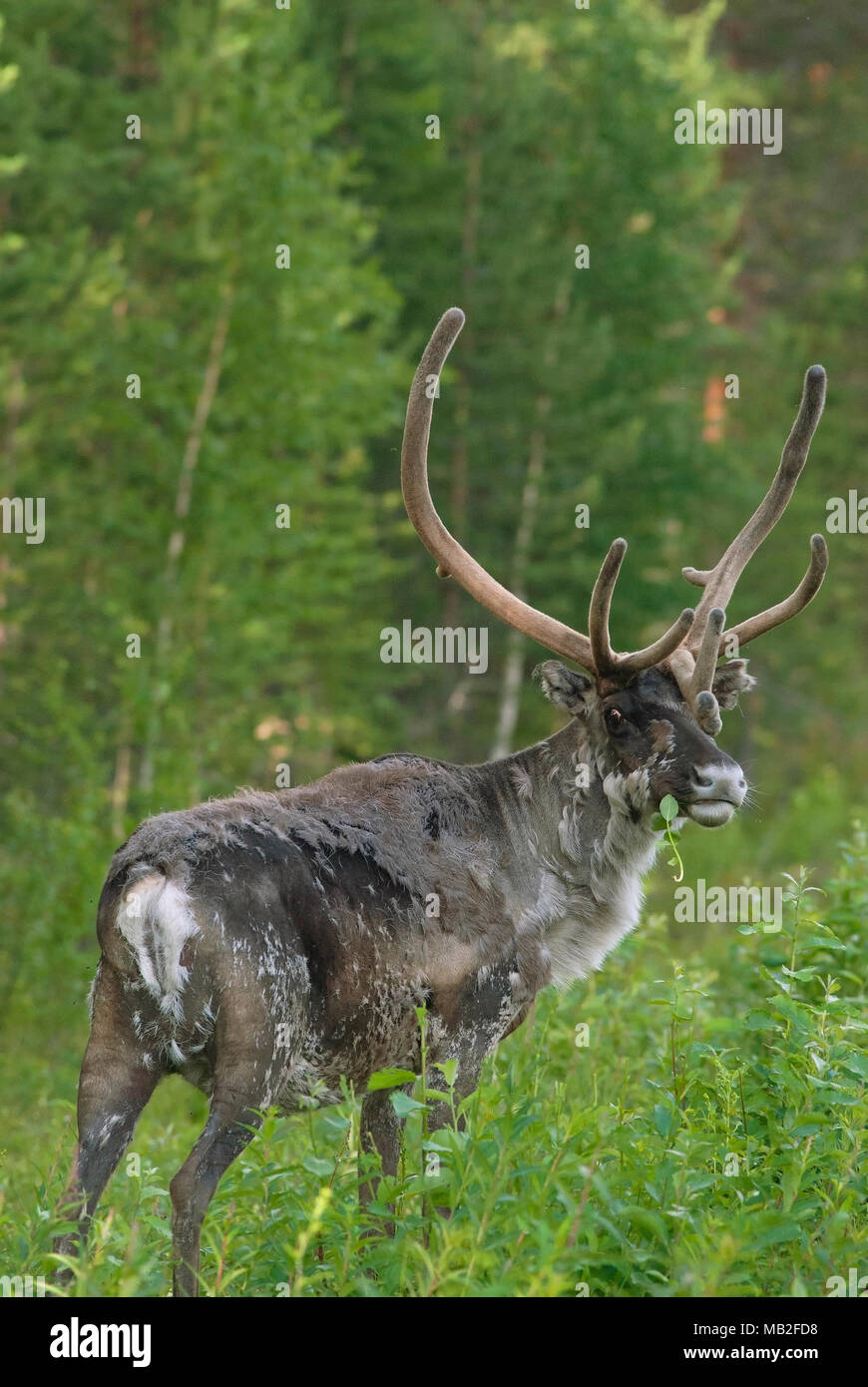 Maschio (renna Rangifer tarandus) nella foresta, Lapponia, Svezia Foto Stock