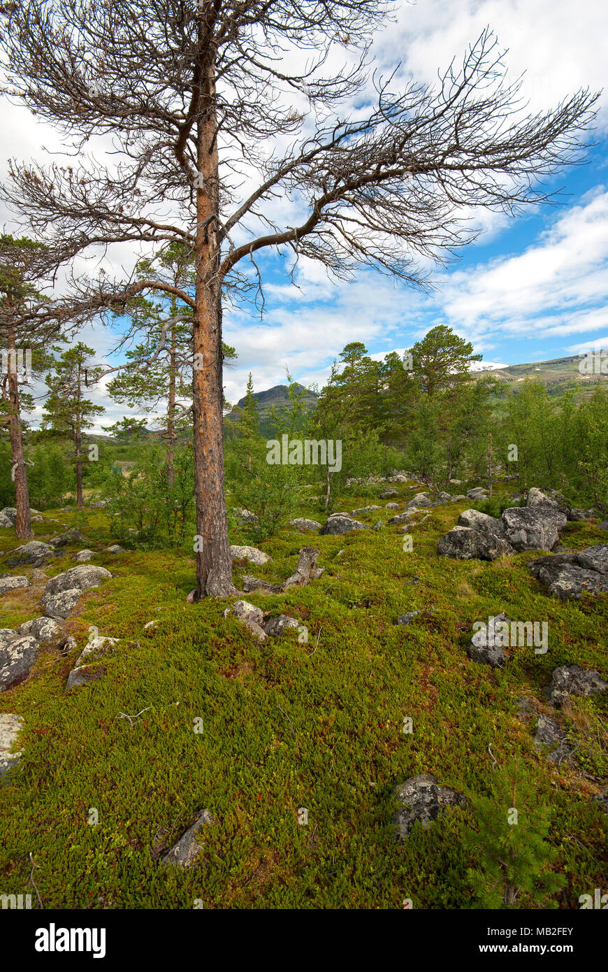 La Stora Sjofallet National Park, Norrbotten County, Svezia Foto Stock