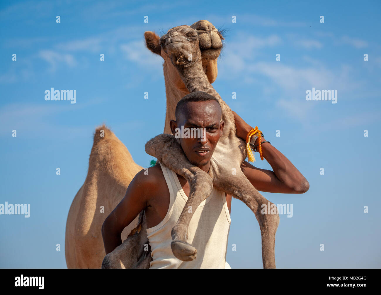 Un uomo somalo è in possesso di un nuovo nato baby cammello sulla sua schiena, regione Awdal, Lughaya, il Somaliland Foto Stock