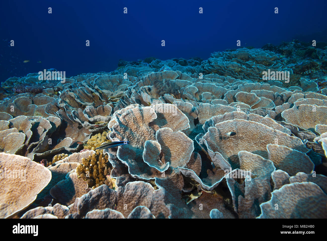 Elefante-naso coralli a piastra o lattuga cinese Coral (Mycedium elephantotus) Foto Stock