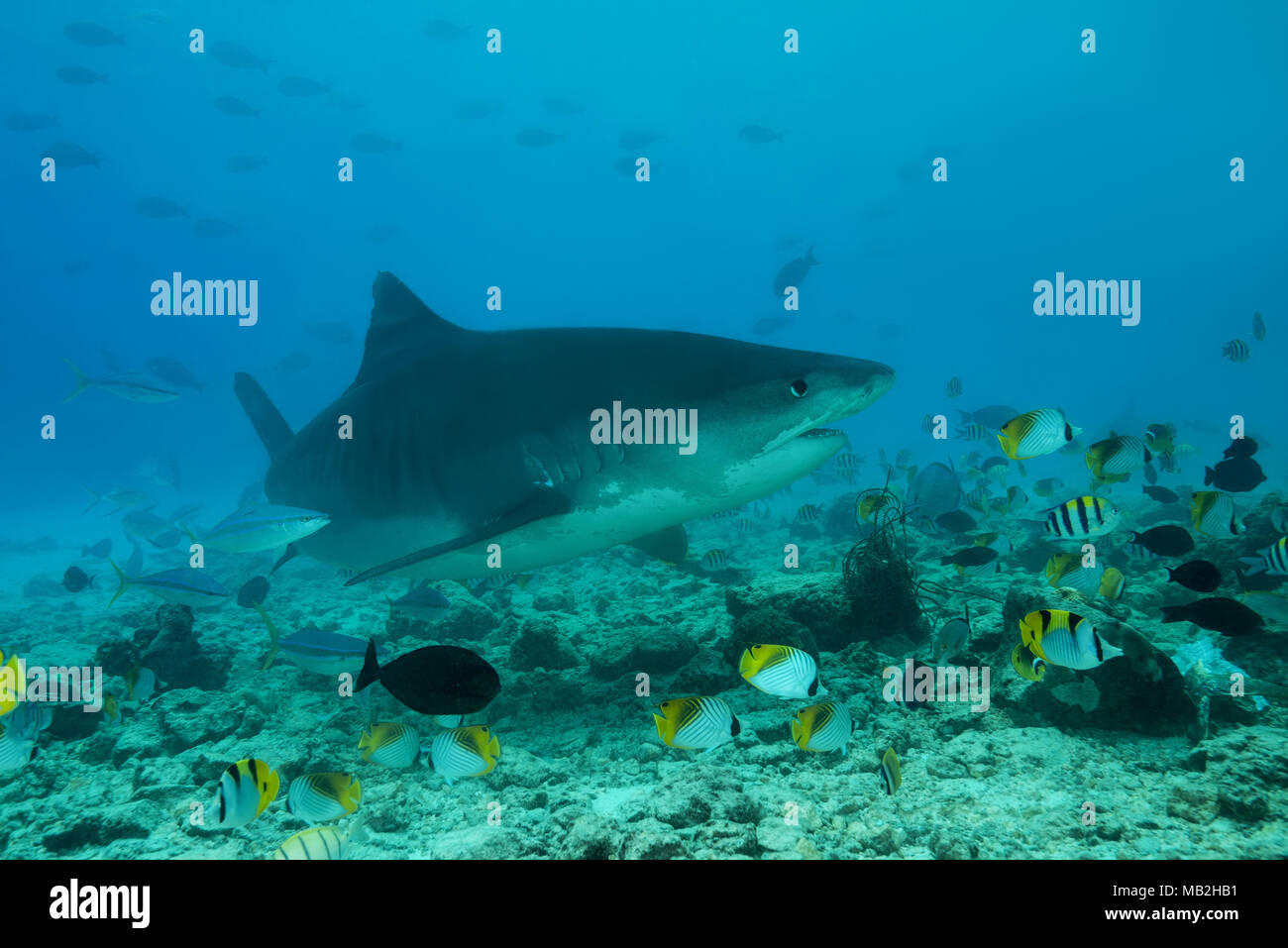 Tiger Shark (Galeocerdo cuvier) nuotare sulla barriera corallina, Tiger Zoo sito di immersione, Fuvahmulah isola, Oceano Indiano, Maldive Foto Stock
