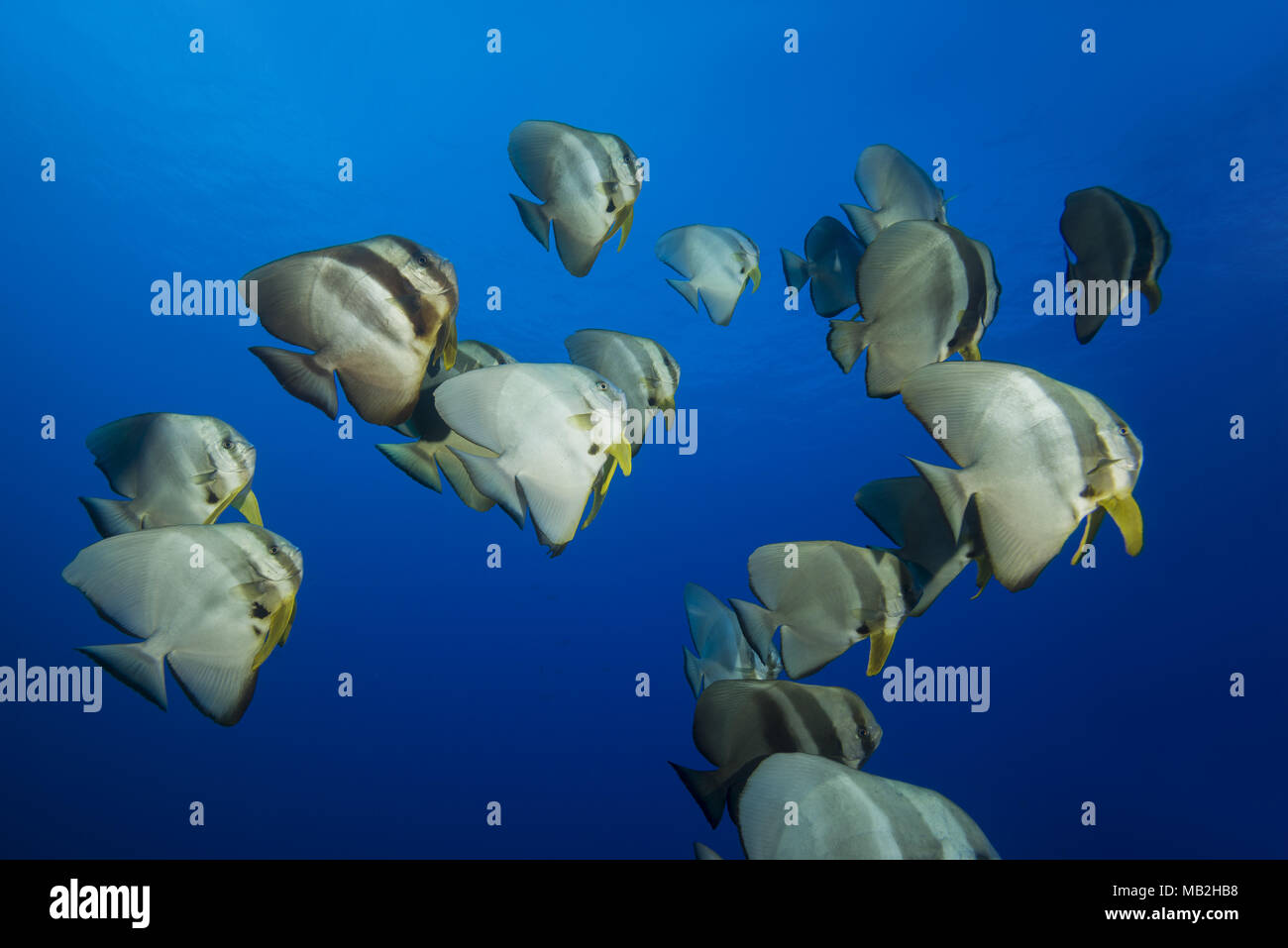 Scuola di Longfin (batfish Platax teira) nuota nelle acque blu Foto Stock
