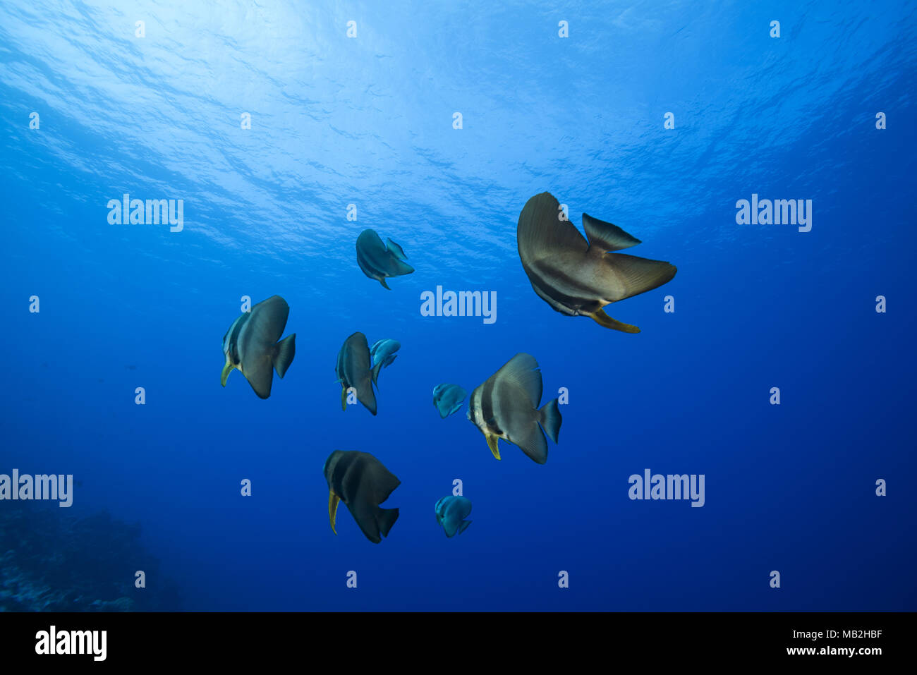 Scuola di Longfin (batfish Platax teira) nuota nelle acque blu sotto la superficie Foto Stock