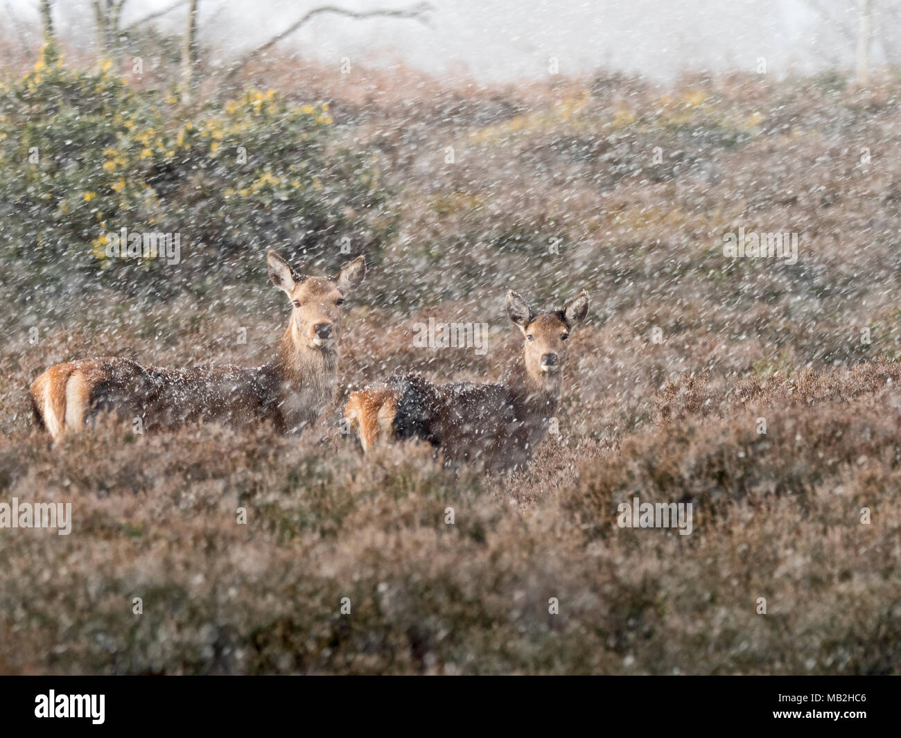 Red Deer Cervus elaphus cerve in Blizzard su heath a Minsmere RSPB Reserve Febbraio Foto Stock