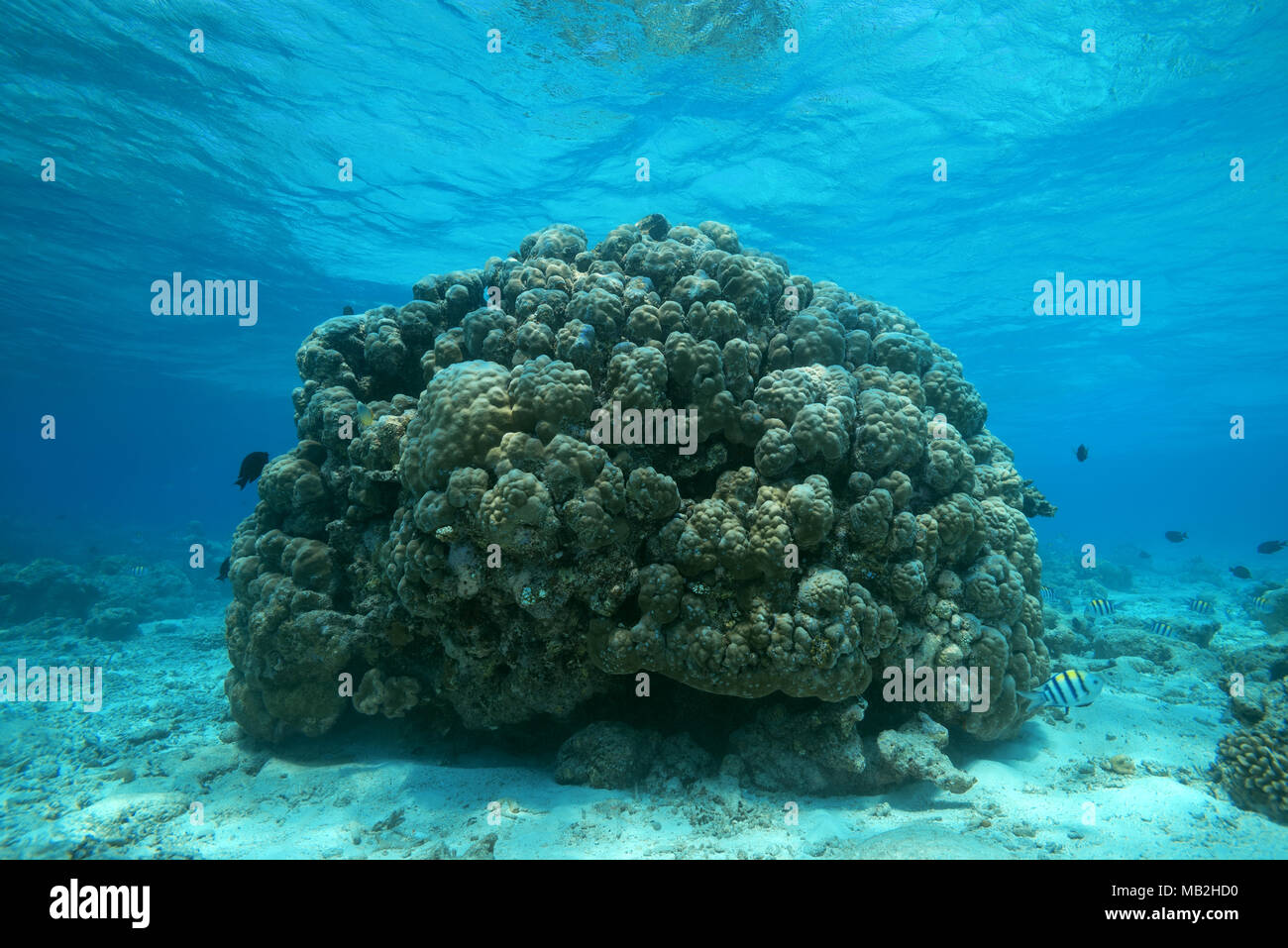 Lobo massiccia Coral o gobba coral (Porites lobata) Foto Stock