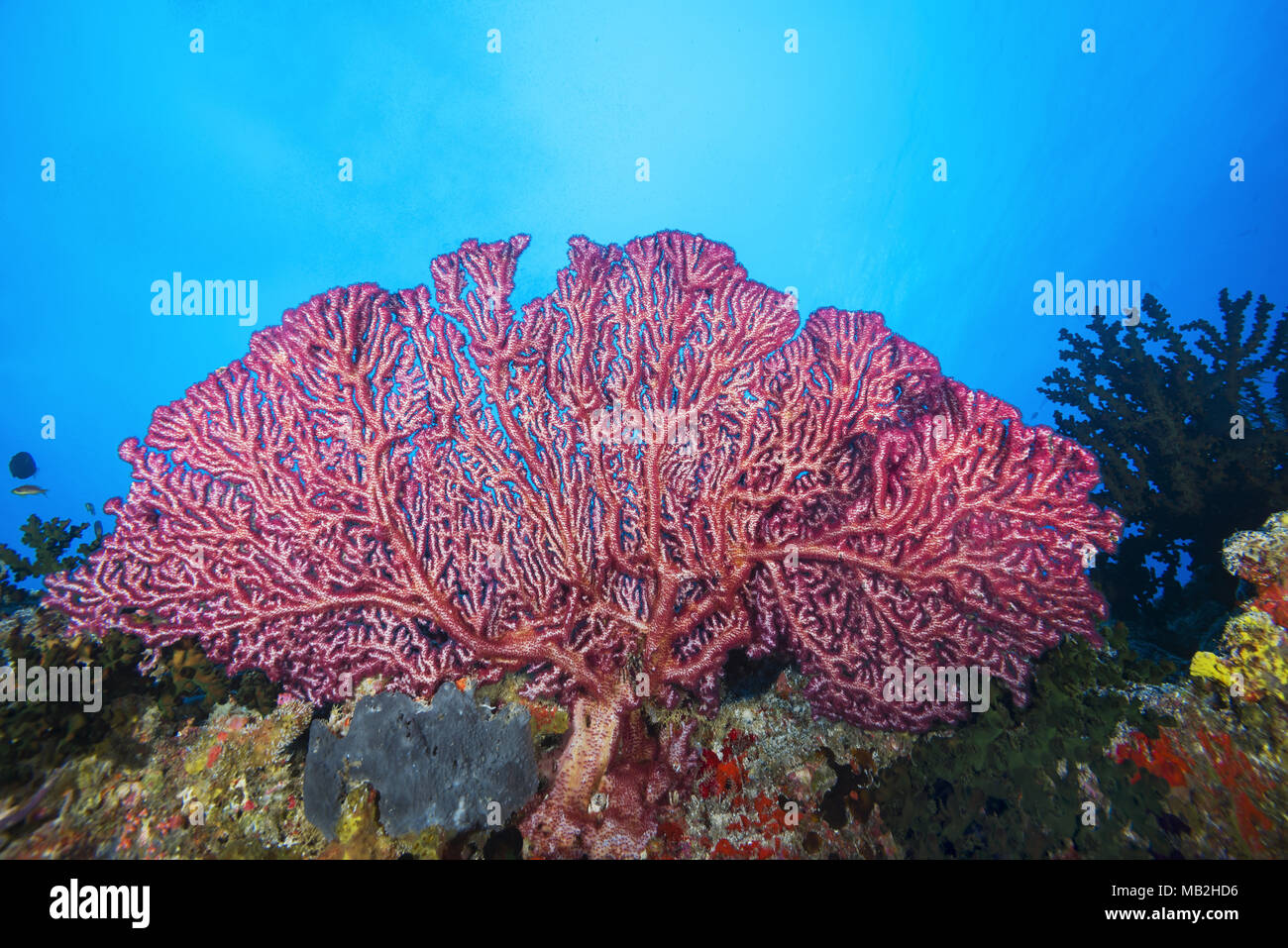 Fiore di Ciliegio o di corallo Godeffroy i Soft Coral (Siphonogorgia godeffroyi) Foto Stock