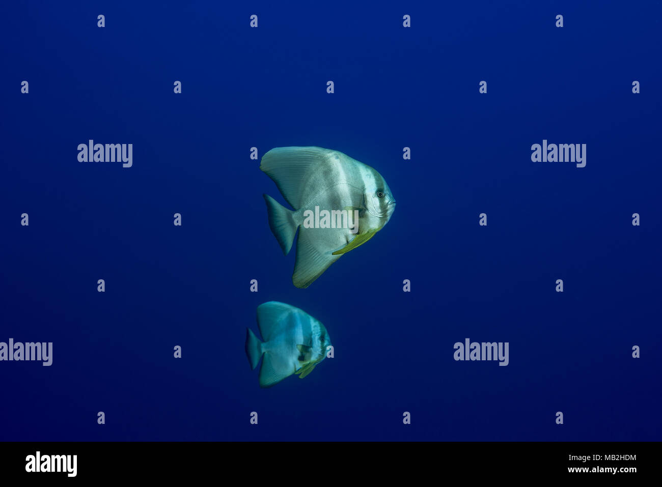 Due Longfin (batfish Platax teira) nell'acqua blu Foto Stock