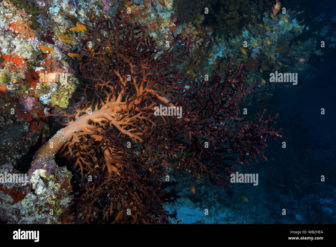 Fiore di Ciliegio o di corallo Godeffroy i Soft Coral (Siphonogorgia godeffroyi) Foto Stock