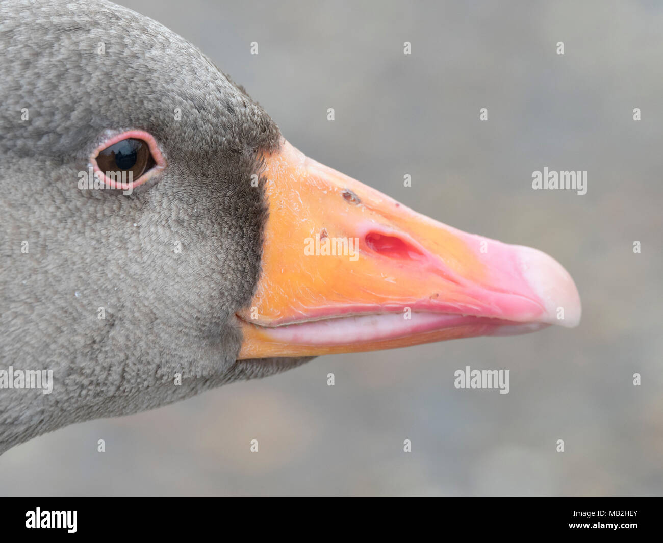 Graylag Goose Anser anser ritratto di Capo Nord Norfolk Febbraio Foto Stock