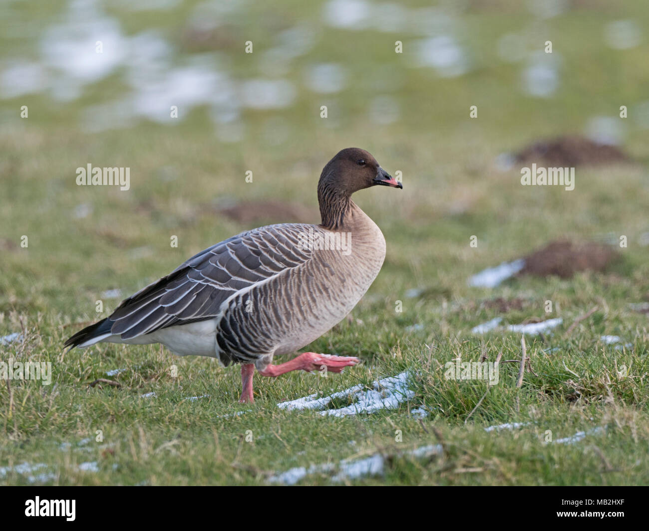 Rosa-footed Goose Anser brachyrhynchus Holkham paludi North Norfolk inverno Foto Stock