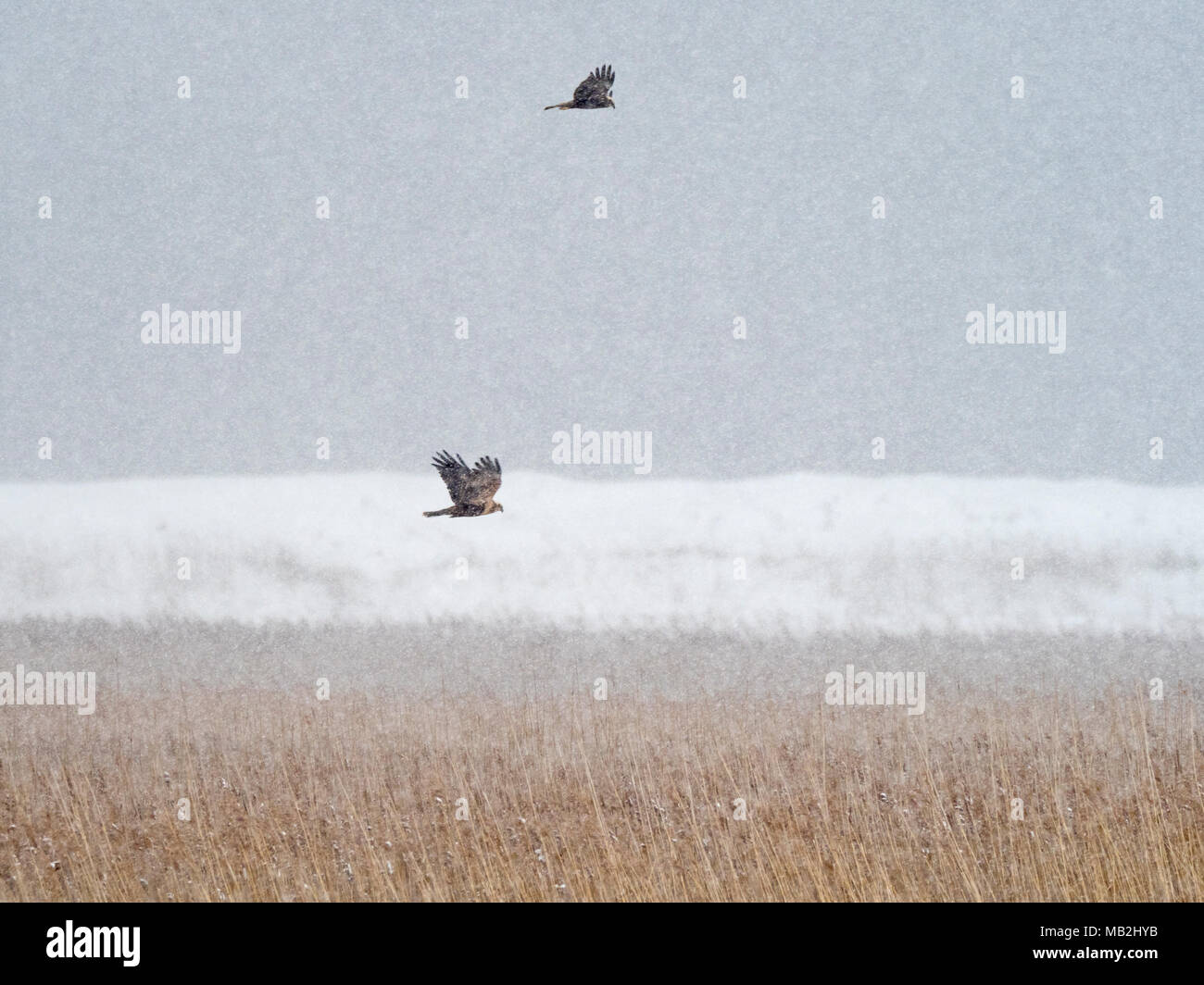 Falco di palude Circus aeruginosus in Blizzard su reedbed su paludi Cley NWT Riserva Febbraio Foto Stock