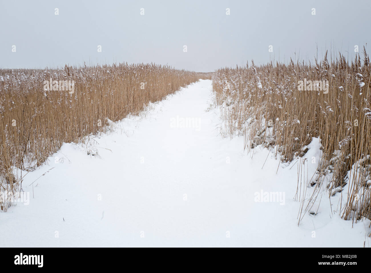Cley NWT riserva coperta di neve, Cley North Norfolk Febbraio Foto Stock