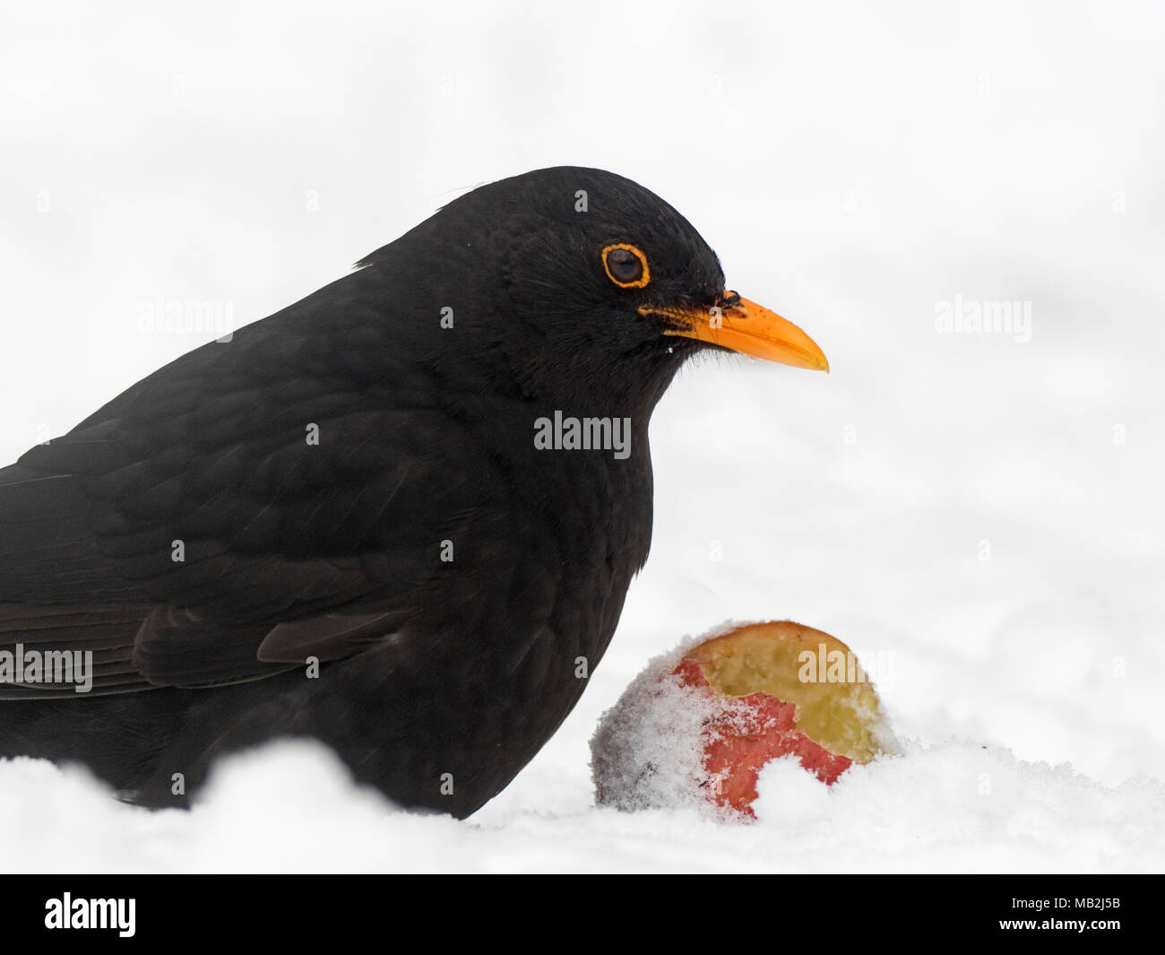 Allodole Cesene Beccacce Turdus pilaris in giardino in caso di gelo con  neve sul terreno Norfolk febbraio Foto stock - Alamy