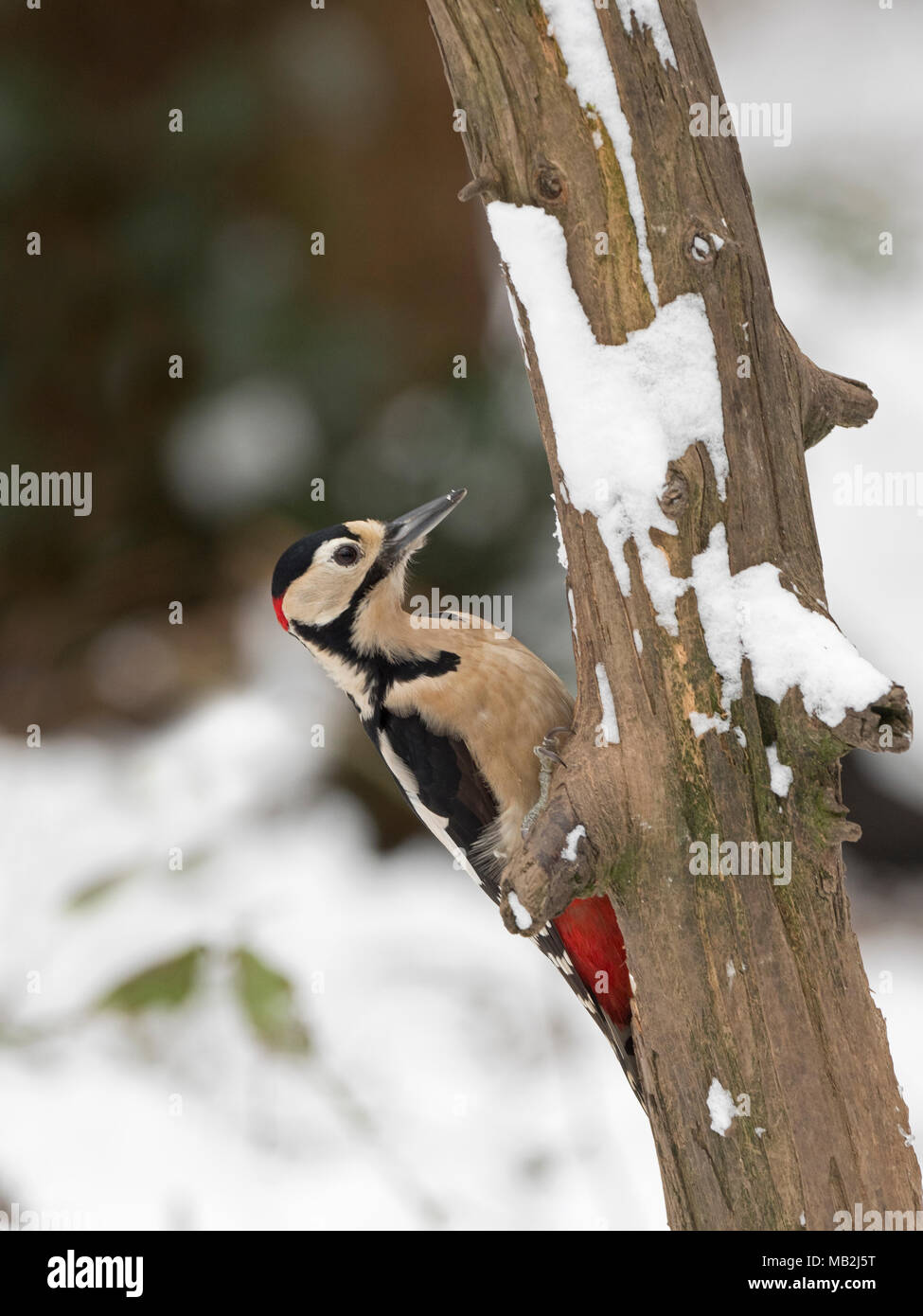 Picchio rosso maggiore Dendrocopos major maschio su tronco morto nella neve North Norfolk Febbraio Foto Stock