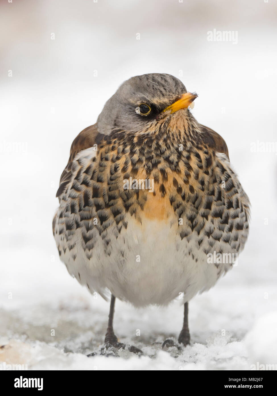 Allodole Cesene Beccacce Turdus pilaris in giardino in caso di gelo con  neve sul terreno Norfolk febbraio Foto stock - Alamy