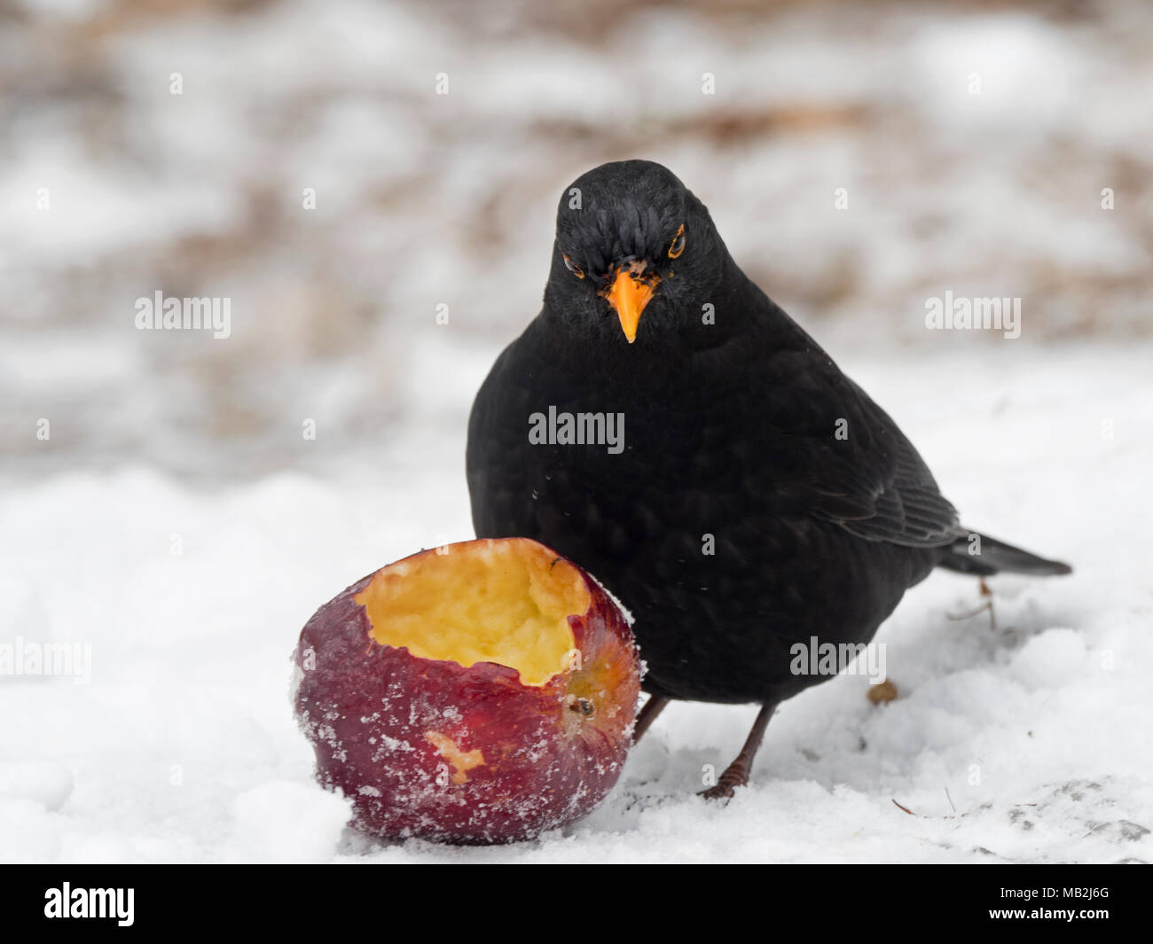 Allodole Cesene Beccacce Turdus pilaris in giardino in caso di gelo con  neve sul terreno Norfolk febbraio Foto stock - Alamy