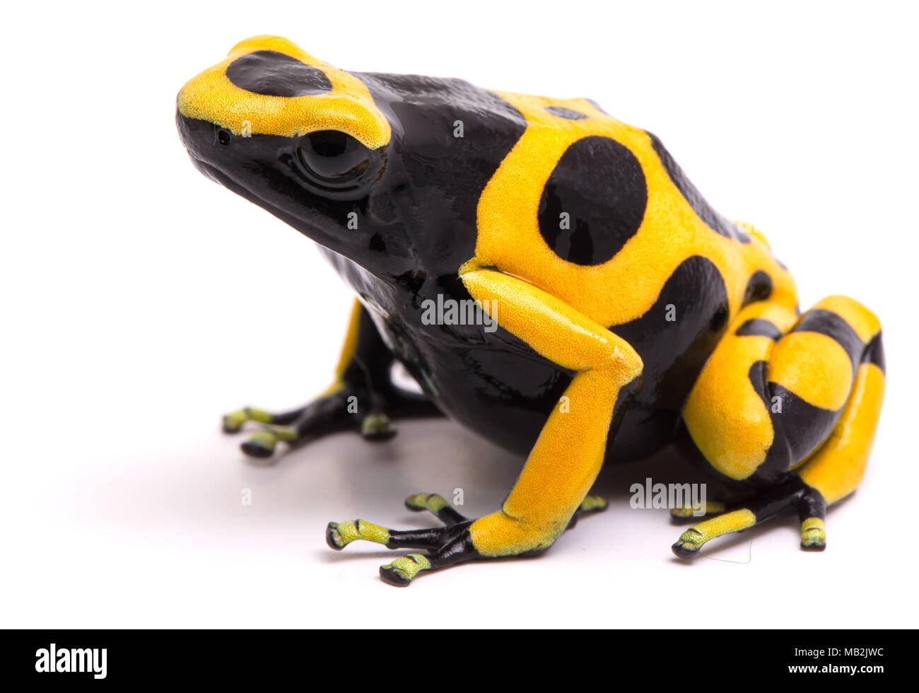 Giallo Nero bumblebee poison dart frog, Dendrobates leucomelas. Un velenoso rain forest animale con colori di avvertimento isolato su uno sfondo bianco. Foto Stock