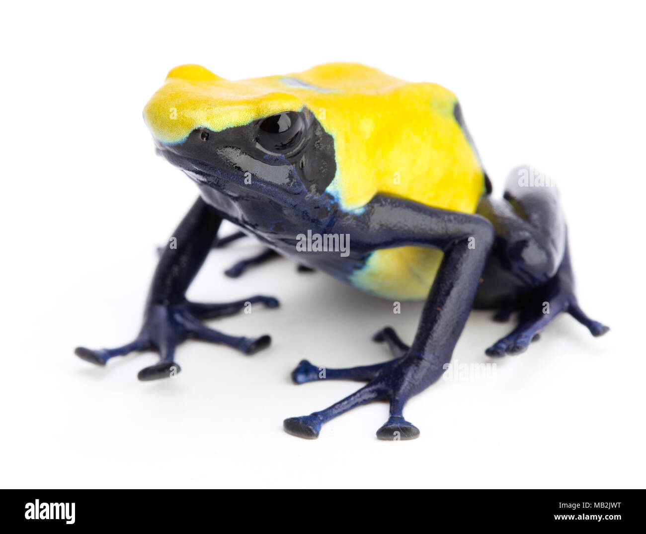 Giallo blu poison dart frog, Dendrobates tinctorius citronella. Un animale velenoso dal tropical Amazon rain forest. Foto Stock