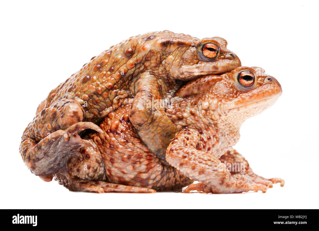 Coppia di accoppiamento del rospo comune, Bufo bufo. Un animale maschio in amplexus sulla femmina. Un anfibio isolati su sfondo bianco. Foto Stock