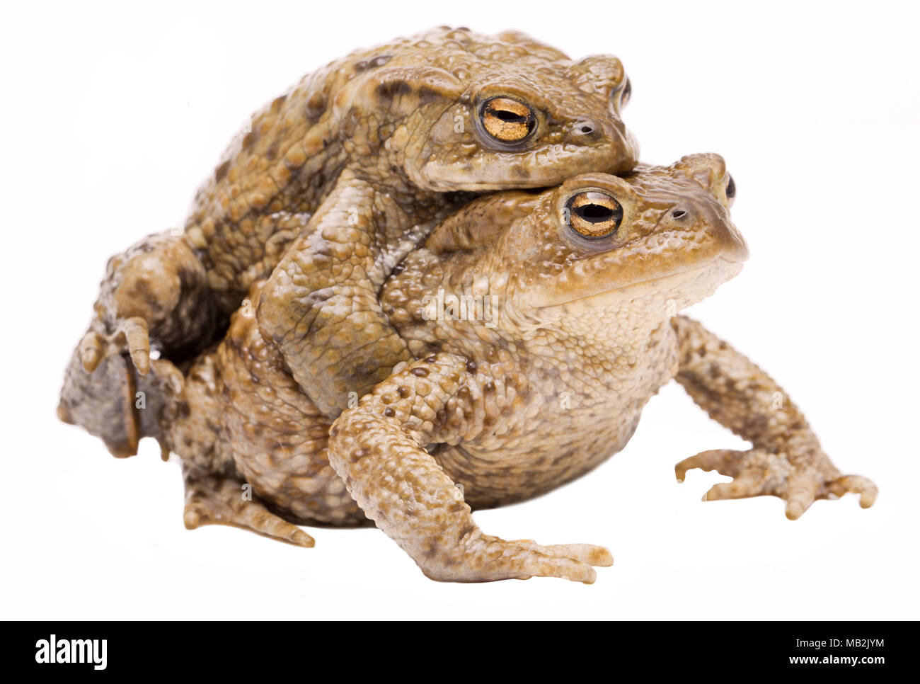 Coppia di accoppiamento del rospo comune, Bufo bufo. Coppia di animale in amplexus su uno sfondo bianco. Foto Stock