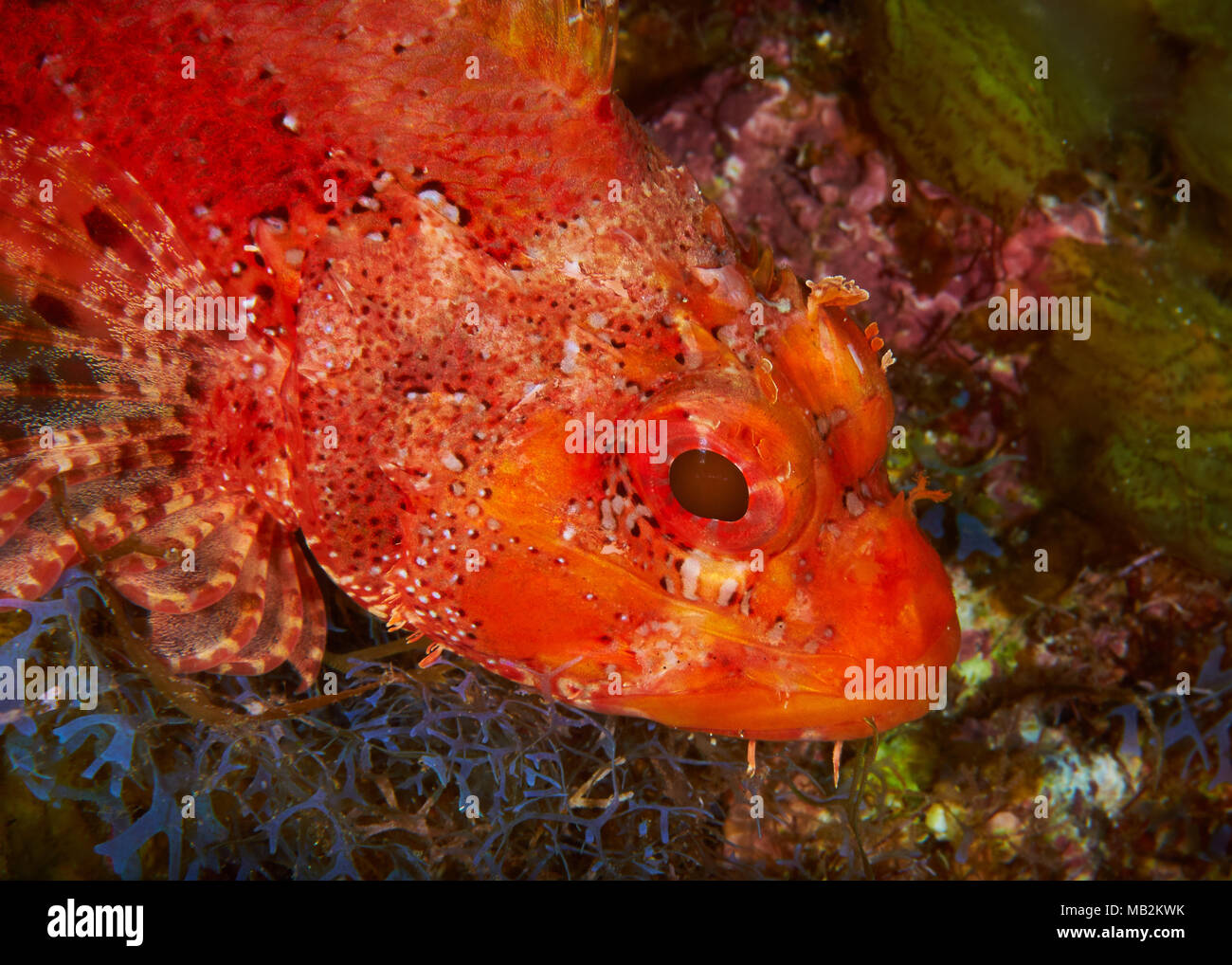 A Madera il pesce (Scorpaena maderensis) ritratto nel Mar de las Calmas riserva marina (El Hierro, Isole Canarie, Spagna) Foto Stock