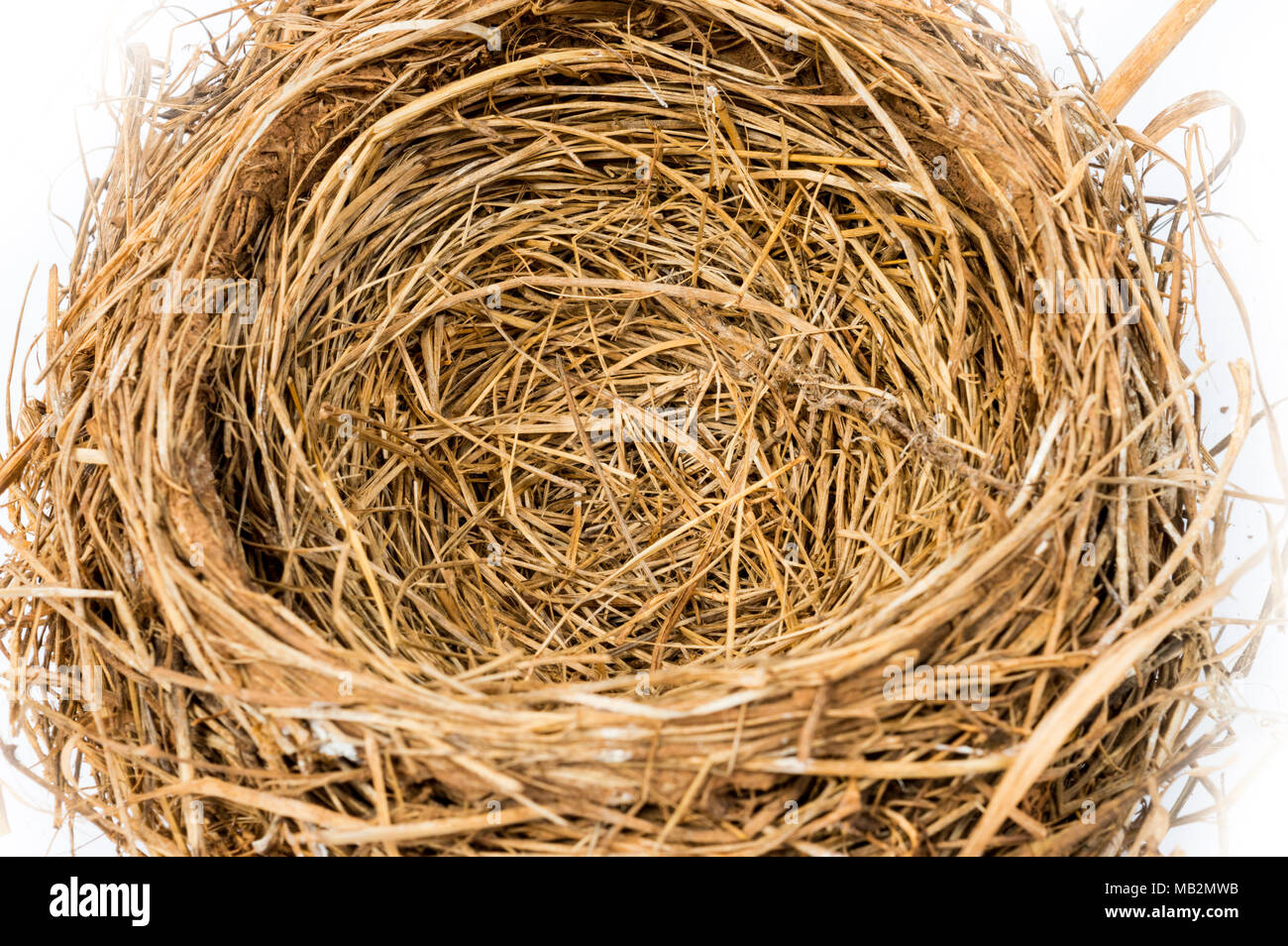 Orizzontale di inquadratura ravvicinata di un vuoto Bird's Nest su uno sfondo bianco. La messa a fuoco è nel centro del nido. Foto Stock