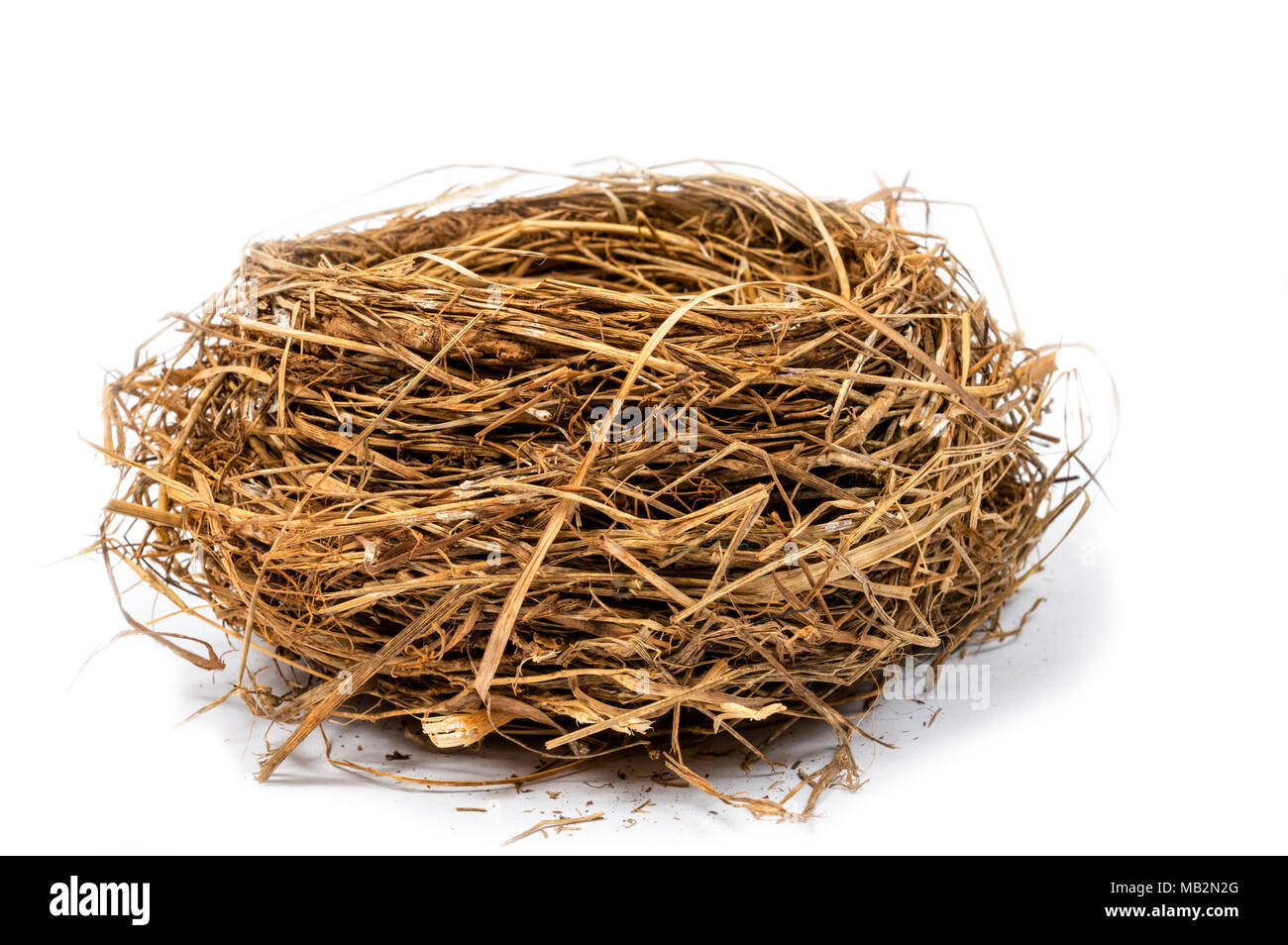 Orizzontale di inquadratura ravvicinata di un vuoto Bird's Nest su uno sfondo bianco. Foto Stock