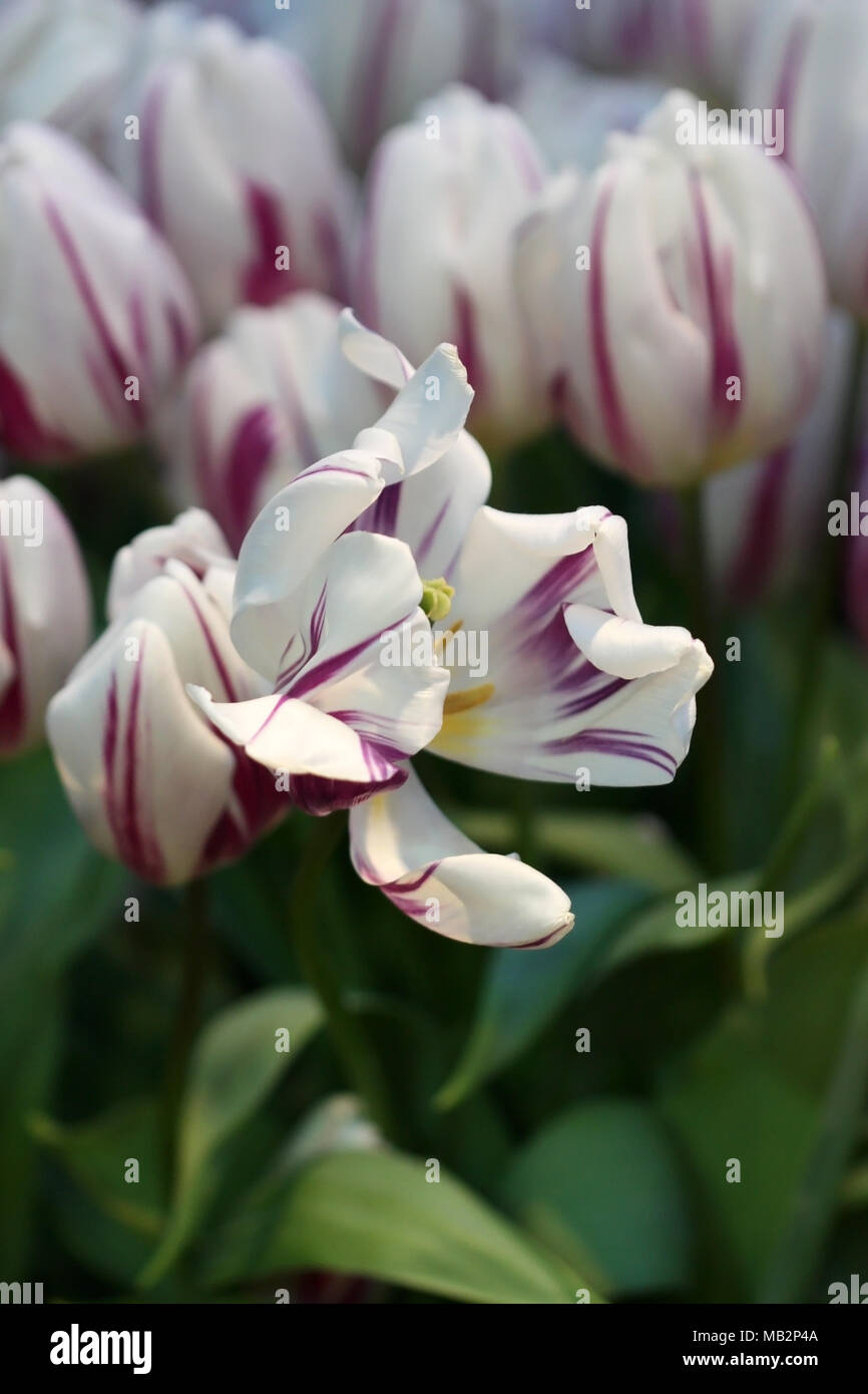 I tulipani a fioritura. Un fiore bellissimo sfondo con motley tulipani verticalmente. Macro.Tulipa. Famiglia Liliaceae. Foto Stock