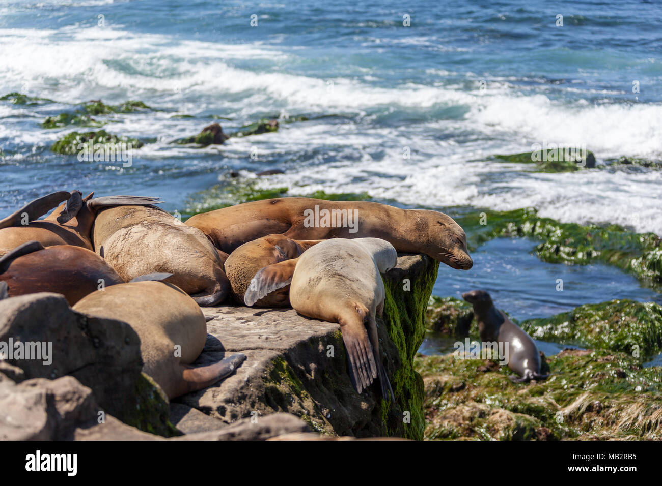 California i leoni di mare in appoggio sulla spiaggia di La Jolla, San Diego, California (Zalophus californianus). Un pipistrello o guarnizione otariid, i leoni marini sono un c Foto Stock