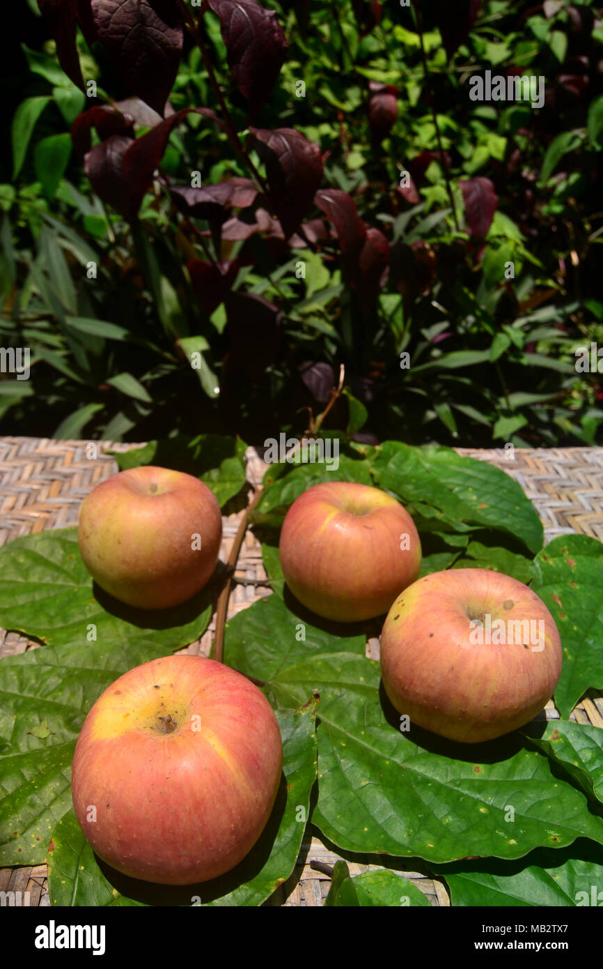 Frutta e verdura fresca nel cortile della casa Foto Stock