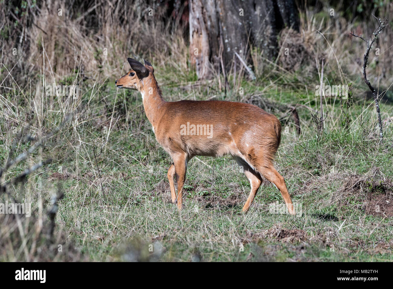 Capo femmina Bushbuck (Tragelaphus scriptus), Dinsho foresta, Etiopia Foto Stock