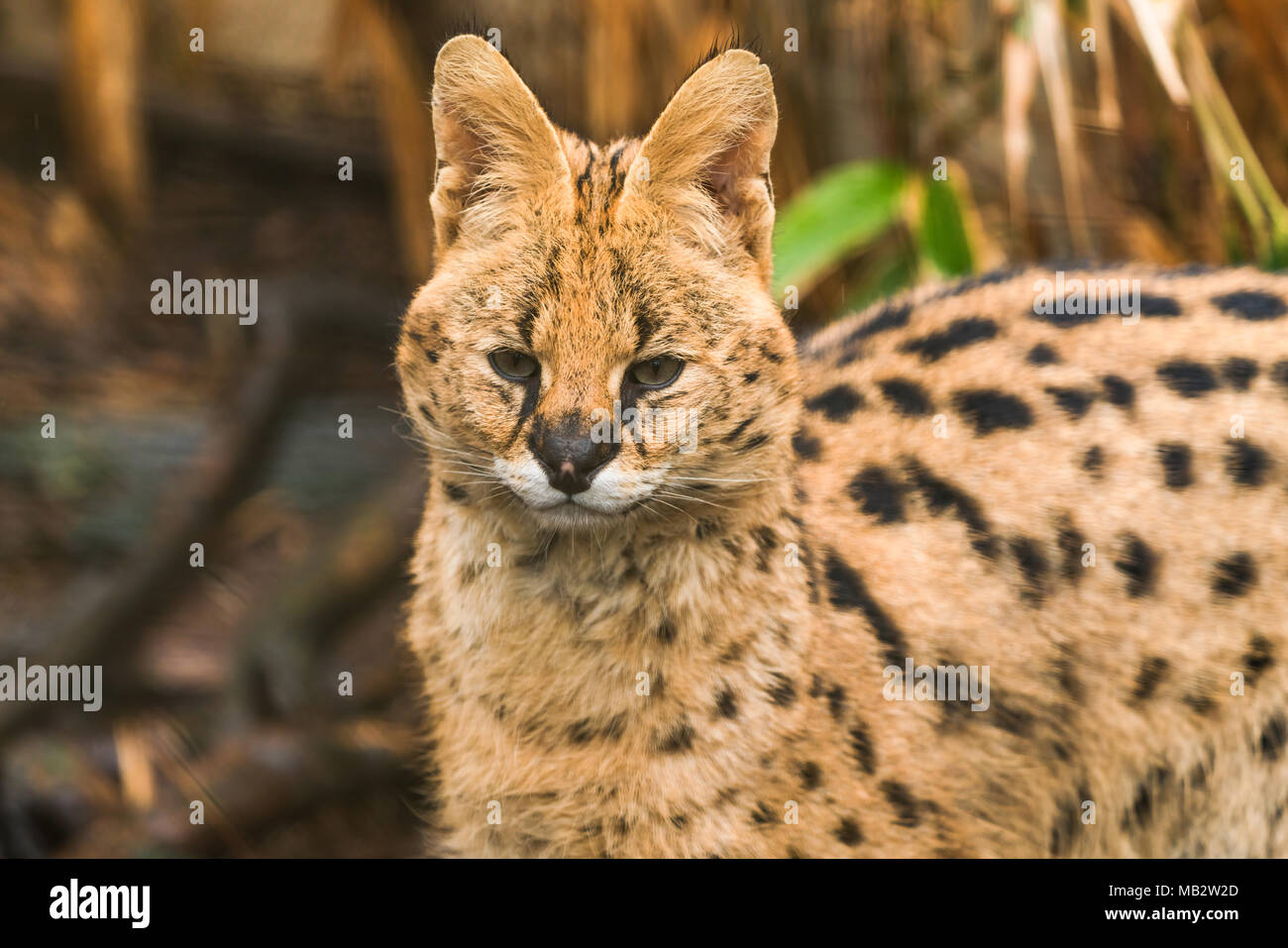 Serval (Leptailurus serval), un gatto selvatico nativa per l'Africa Foto Stock