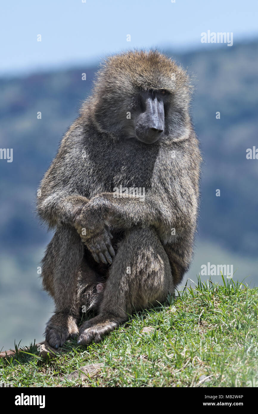 Babbuino oliva (papio anubis), montagne di balle, Etiopia Foto Stock