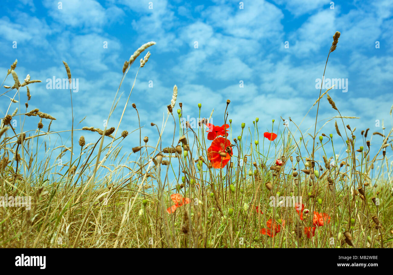 Campo primaverile con fiori di papavero e cielo molto nuvoloso Foto Stock