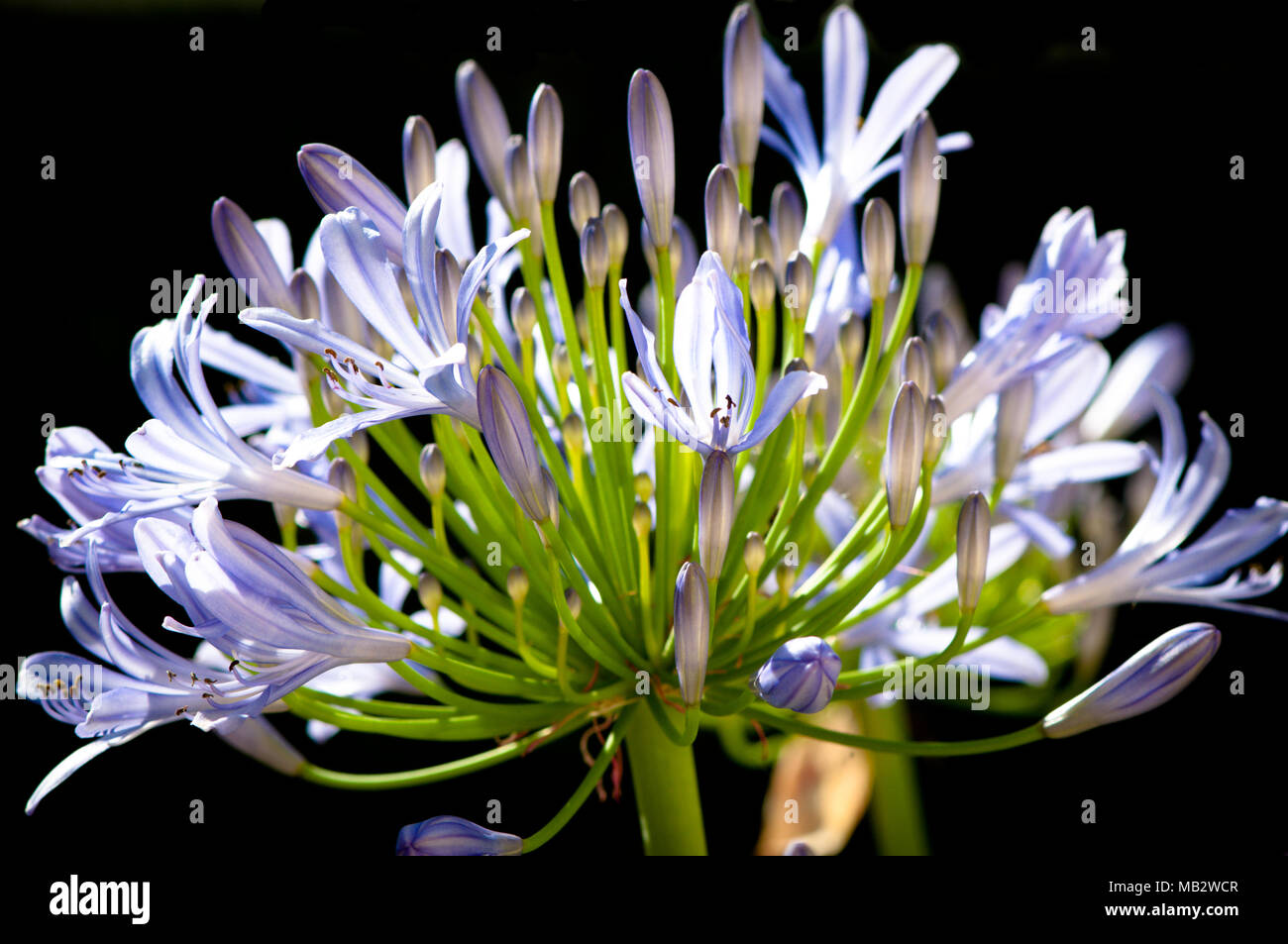 Blu fiore agapanthus testa su sfondo nero Foto Stock