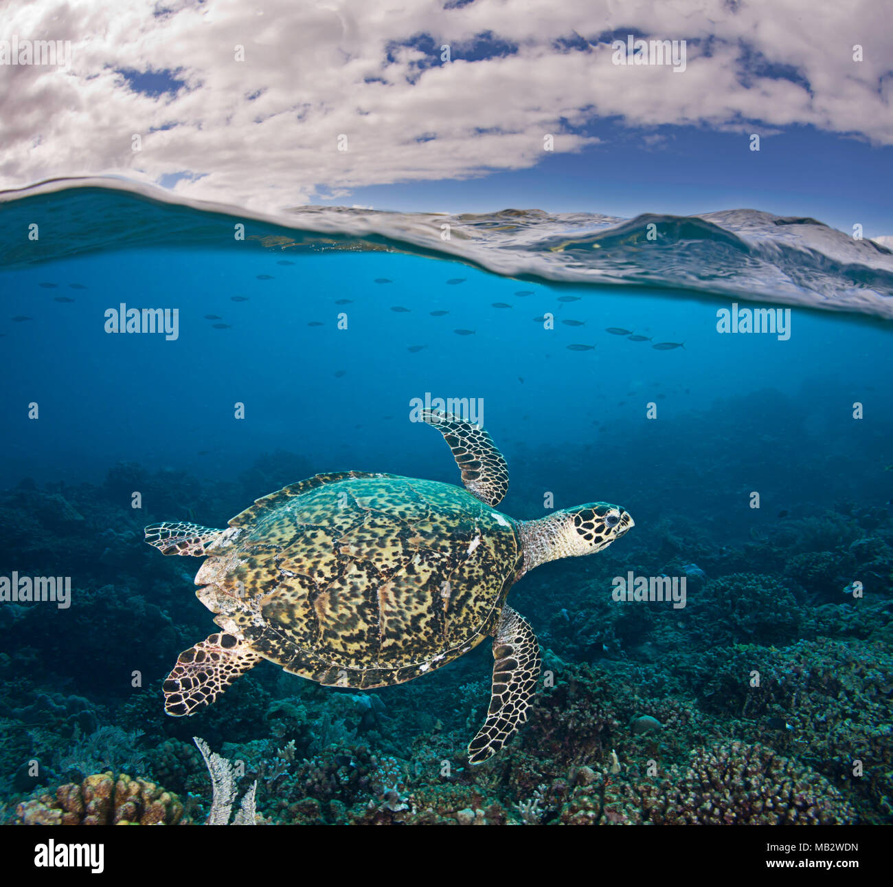 Una specie in via di estinzione, hawksbill tartarughe, Eretmochelys imbricata, sono una visione comune su di Tubbataha Reef, Filippine. Foto Stock
