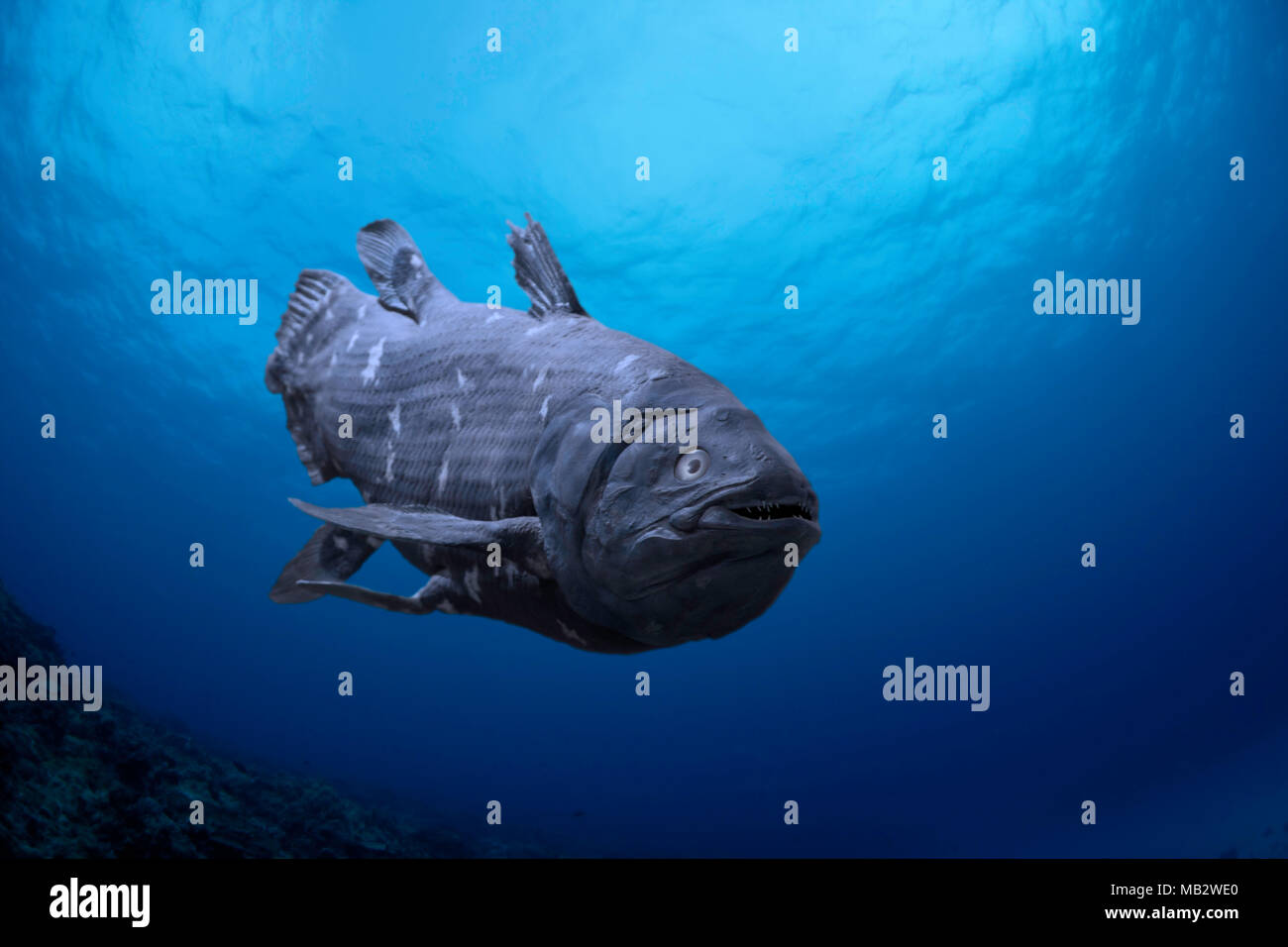 Questa è una rappresentazione digitale di un pesce che è stato creduto di essere estinte durante il Cretacico. Esemplari di Coelacanths, Latimeria c Foto Stock
