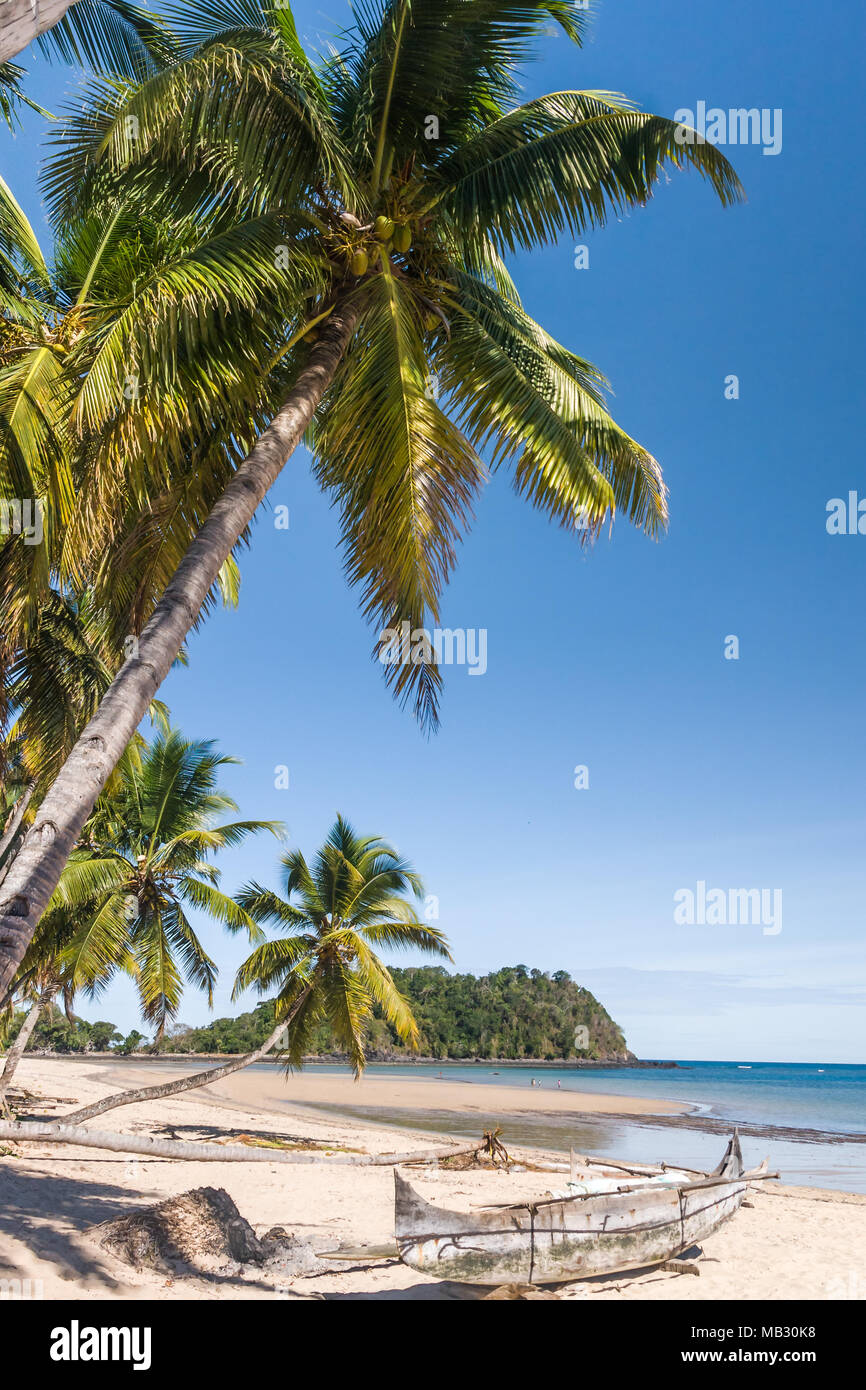 Bellissima spiaggia sabbiosa tropicale, seascape con palme Foto Stock