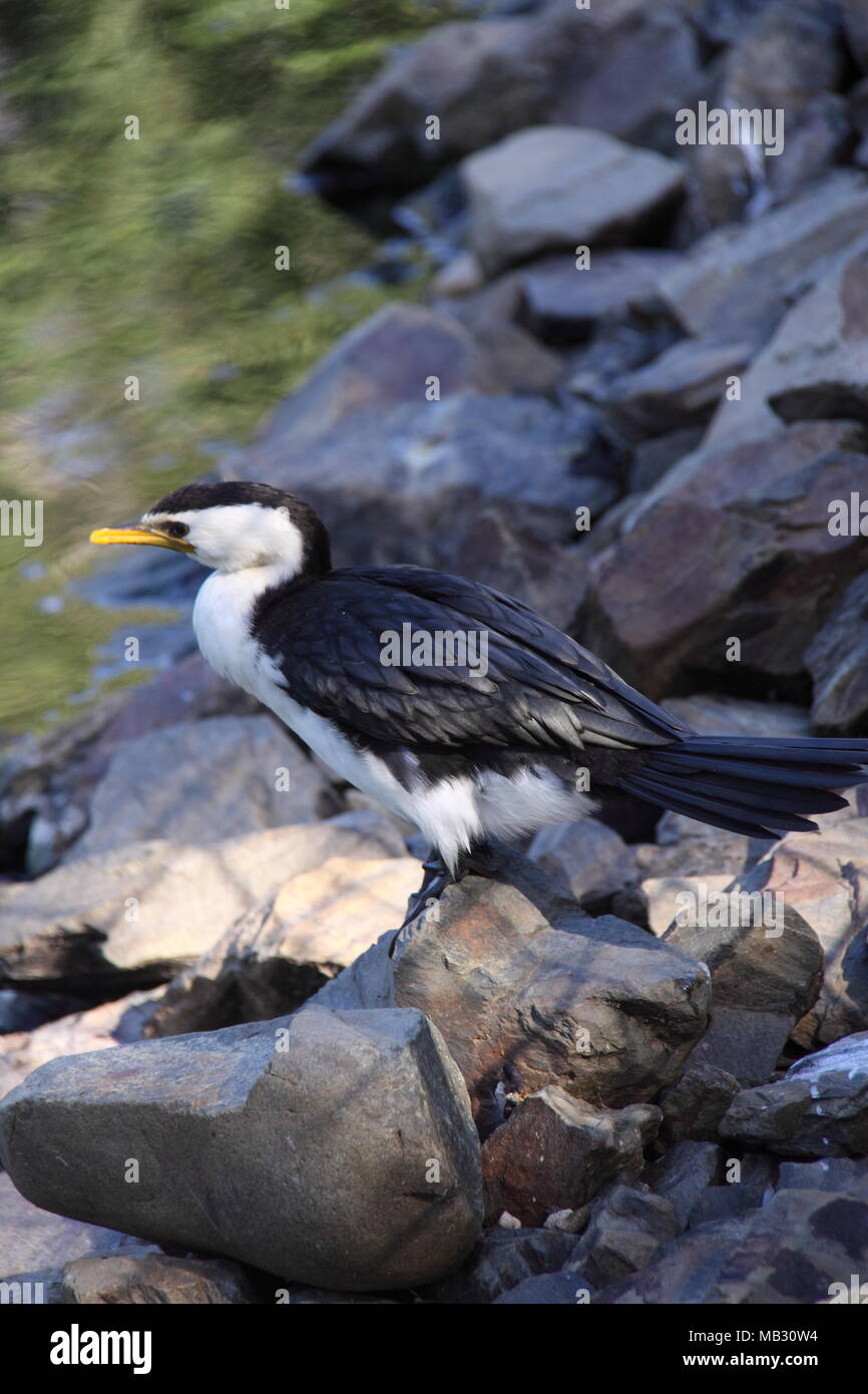 Poco Pied cormorano (Microcarbo Melanoleucos) appollaiato su rocce lungo il litorale Foto Stock