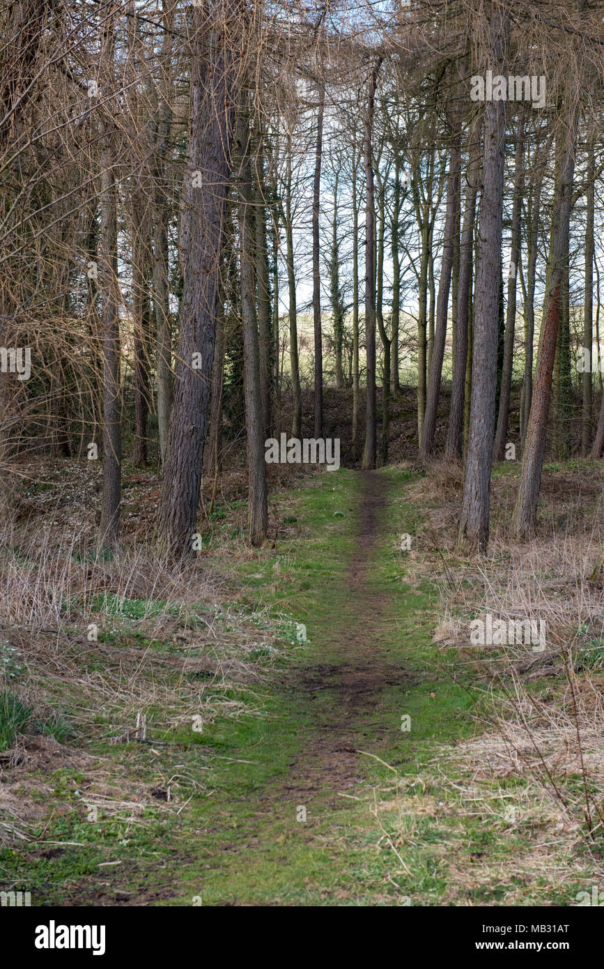 Sentiero boschivo che si snoda tra alti alberi senza foglie e erba secca in una foresta del Regno Unito all'inizio della primavera o alla fine dell'inverno, sotto un cielo luminoso Foto Stock
